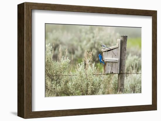 Breeding Pair of Mountain Bluebirds, Mission Valley, Montana, Usa-Chuck Haney-Framed Photographic Print