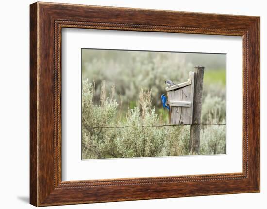 Breeding Pair of Mountain Bluebirds, Mission Valley, Montana, Usa-Chuck Haney-Framed Photographic Print