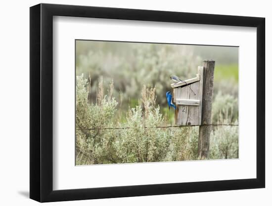 Breeding Pair of Mountain Bluebirds, Mission Valley, Montana, Usa-Chuck Haney-Framed Photographic Print