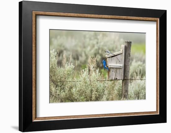 Breeding Pair of Mountain Bluebirds, Mission Valley, Montana, Usa-Chuck Haney-Framed Photographic Print