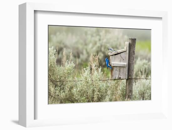 Breeding Pair of Mountain Bluebirds, Mission Valley, Montana, Usa-Chuck Haney-Framed Photographic Print