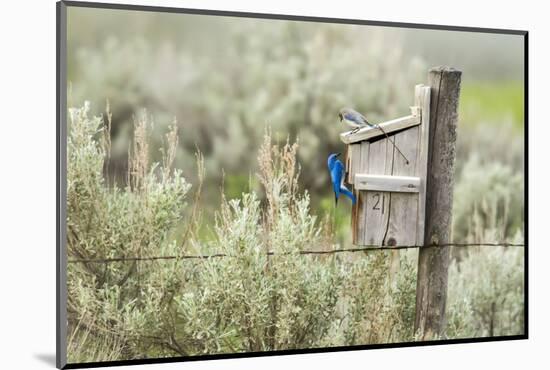 Breeding Pair of Mountain Bluebirds, Mission Valley, Montana, Usa-Chuck Haney-Mounted Photographic Print