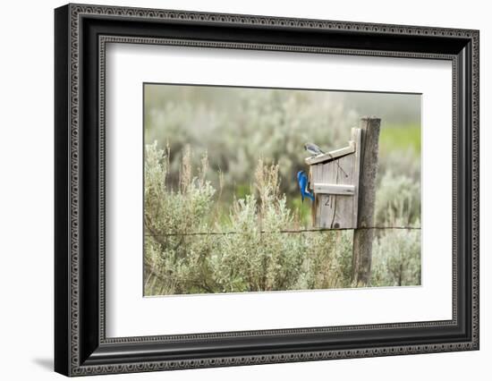 Breeding Pair of Mountain Bluebirds, Mission Valley, Montana, Usa-Chuck Haney-Framed Photographic Print