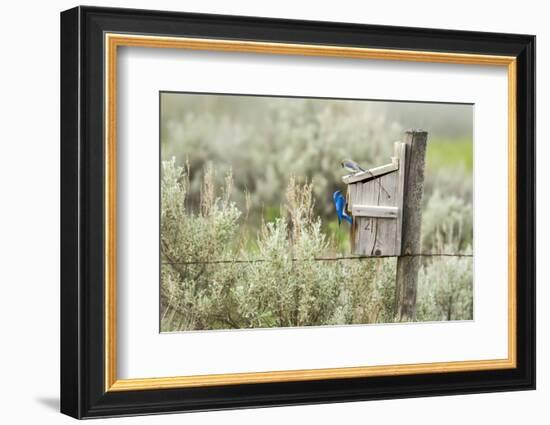 Breeding Pair of Mountain Bluebirds, Mission Valley, Montana, Usa-Chuck Haney-Framed Photographic Print