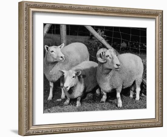 Breeding Short Legged Ancon Ram to Normal Ewe, Produces a Short Breed Lamb Which Cannot Jump Fences-null-Framed Photographic Print