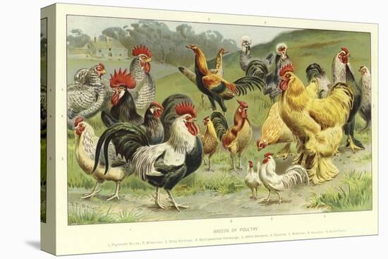 Stretched Canvas Print, , large