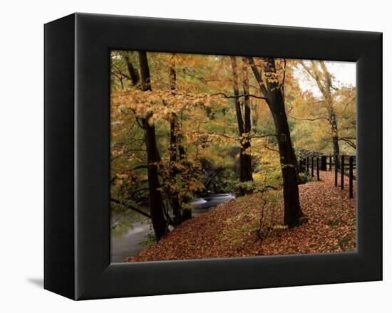 Breezy Autumn Day by the River Brathay Footbridge, Skelwith Bridge, Cumbria, England-Pearl Bucknall-Framed Premier Image Canvas