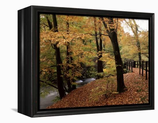 Breezy Autumn Day by the River Brathay Footbridge, Skelwith Bridge, Cumbria, England-Pearl Bucknall-Framed Premier Image Canvas