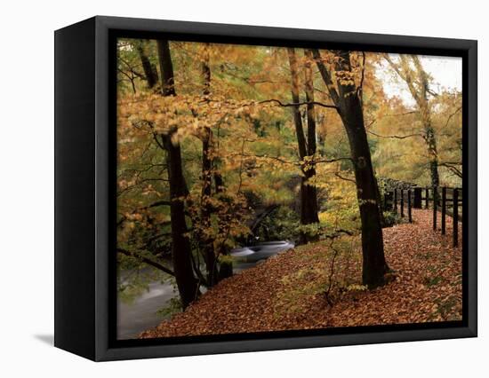 Breezy Autumn Day by the River Brathay Footbridge, Skelwith Bridge, Cumbria, England-Pearl Bucknall-Framed Premier Image Canvas