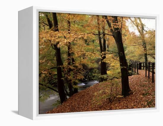 Breezy Autumn Day by the River Brathay Footbridge, Skelwith Bridge, Cumbria, England-Pearl Bucknall-Framed Premier Image Canvas