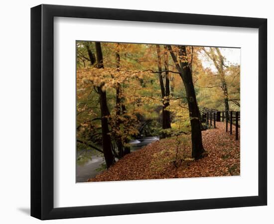 Breezy Autumn Day by the River Brathay Footbridge, Skelwith Bridge, Cumbria, England-Pearl Bucknall-Framed Photographic Print