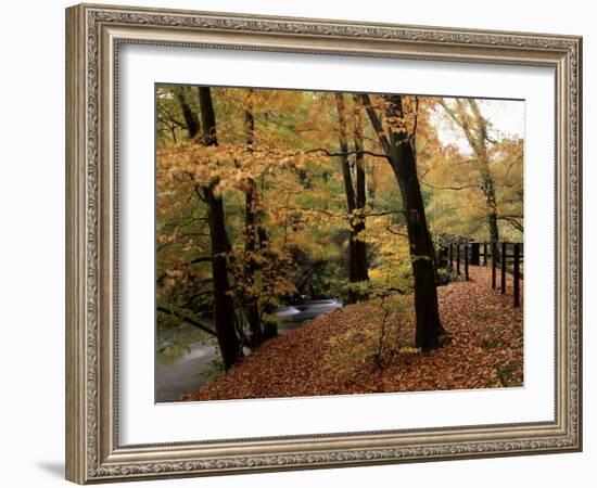 Breezy Autumn Day by the River Brathay Footbridge, Skelwith Bridge, Cumbria, England-Pearl Bucknall-Framed Photographic Print