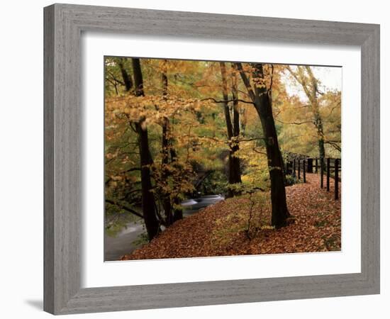 Breezy Autumn Day by the River Brathay Footbridge, Skelwith Bridge, Cumbria, England-Pearl Bucknall-Framed Photographic Print