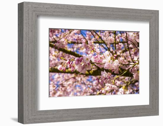 Bremerton, Washington State. Bright pink cherry blossoms-Jolly Sienda-Framed Photographic Print