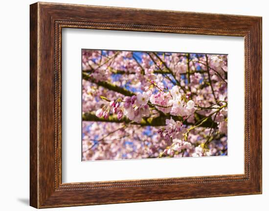 Bremerton, Washington State. Bright pink cherry blossoms-Jolly Sienda-Framed Photographic Print