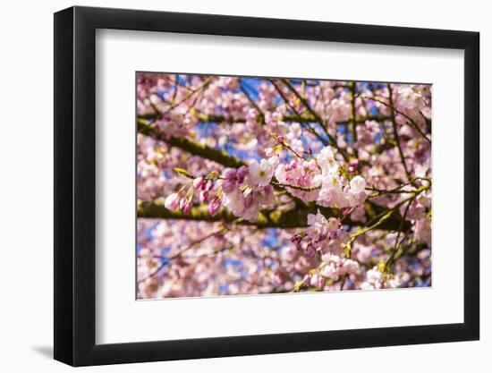 Bremerton, Washington State. Bright pink cherry blossoms-Jolly Sienda-Framed Photographic Print