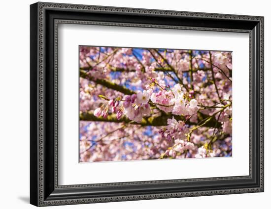 Bremerton, Washington State. Bright pink cherry blossoms-Jolly Sienda-Framed Photographic Print