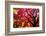 Bremerton, Washington State. Red maple tree-Jolly Sienda-Framed Photographic Print