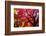 Bremerton, Washington State. Red maple tree-Jolly Sienda-Framed Photographic Print