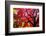 Bremerton, Washington State. Red maple tree-Jolly Sienda-Framed Photographic Print