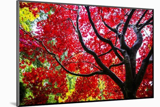 Bremerton, Washington State. Red maple tree-Jolly Sienda-Mounted Photographic Print