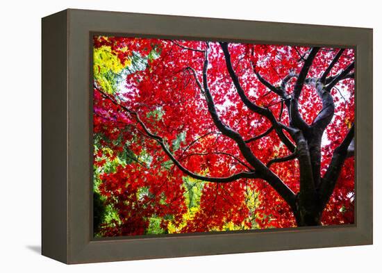 Bremerton, Washington State. Red maple tree-Jolly Sienda-Framed Premier Image Canvas
