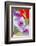 Bremerton, Washington State, USA. Gladiola flowers-Jolly Sienda-Framed Photographic Print