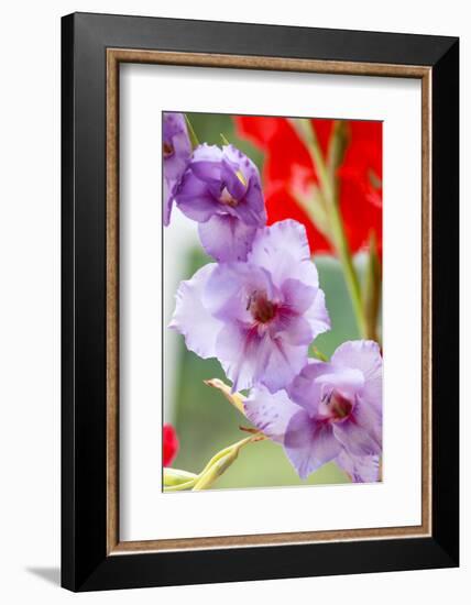 Bremerton, Washington State, USA. Gladiola flowers-Jolly Sienda-Framed Photographic Print