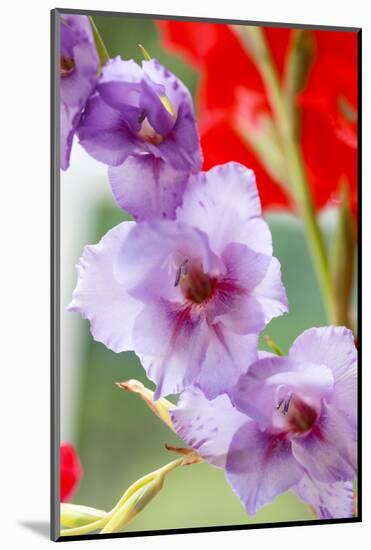 Bremerton, Washington State, USA. Gladiola flowers-Jolly Sienda-Mounted Photographic Print