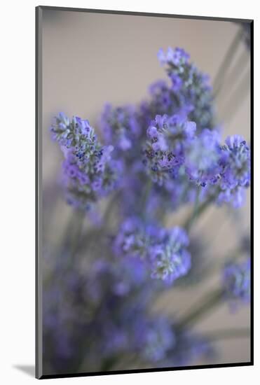 Bremerton, Washington State, USA. Lavender sprig.-Jolly Sienda-Mounted Photographic Print