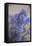 Bremerton, Washington State, USA. Lavender sprig.-Jolly Sienda-Framed Premier Image Canvas