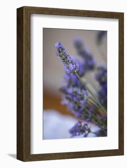 Bremerton, Washington State, USA. Lavender sprig.-Jolly Sienda-Framed Photographic Print