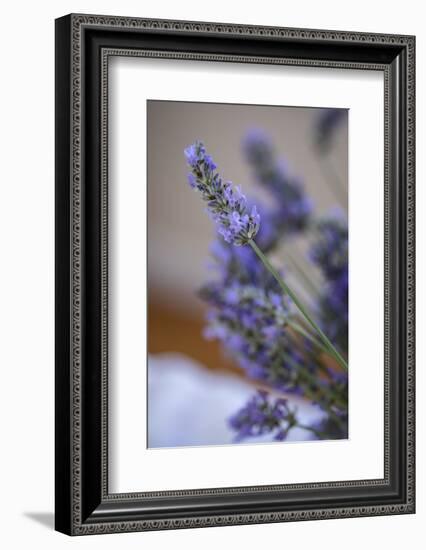 Bremerton, Washington State, USA. Lavender sprig.-Jolly Sienda-Framed Photographic Print