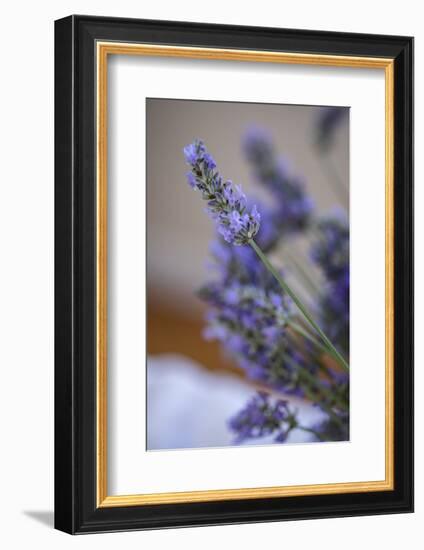 Bremerton, Washington State, USA. Lavender sprig.-Jolly Sienda-Framed Photographic Print