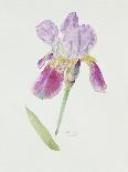 Bearded Iris, C.1980-Brenda Moore-Framed Giclee Print