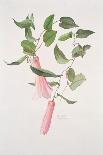 Streptocarpus, C.1985-Brenda Moore-Framed Giclee Print