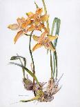 Orchid Cymbidium Pearlite, C.1980-Brenda Moore-Giclee Print