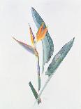 Orchid Cymbidium Pearlite, C.1980-Brenda Moore-Giclee Print