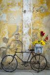 Cuba, Havana. Bougainvillea blooms in Old Town.-Brenda Tharp-Photographic Print