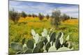 Photographic Print