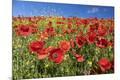 Premium Photographic Print