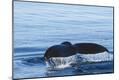 Premium Photographic Print