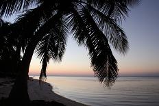 Palm Tree Sunset-Brent Anderson-Photographic Print