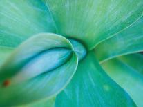 Agave Plant Detail, University of North Carolina at Charlotte Botanical Gardens, USA-Brent Bergherm-Photographic Print