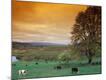 Photographic Print