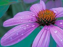 Purple Cone Flower with Water Drops-Brent Bergherm-Photographic Print