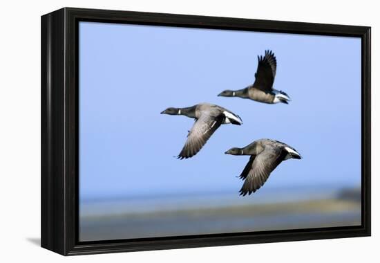 Brent Geese (Branta Bernicla) Flying, Hallig Hooge, Germany, April 2009-Novák-Framed Premier Image Canvas