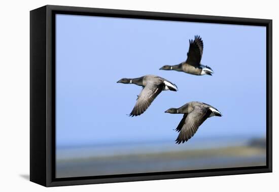 Brent Geese (Branta Bernicla) Flying, Hallig Hooge, Germany, April 2009-Novák-Framed Premier Image Canvas