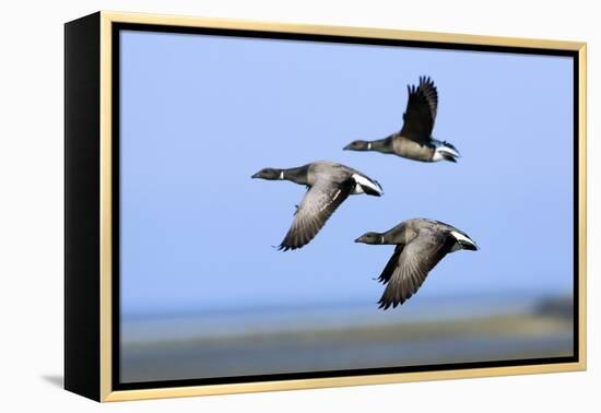 Brent Geese (Branta Bernicla) Flying, Hallig Hooge, Germany, April 2009-Novák-Framed Premier Image Canvas