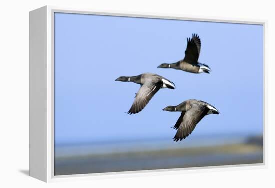 Brent Geese (Branta Bernicla) Flying, Hallig Hooge, Germany, April 2009-Novák-Framed Premier Image Canvas